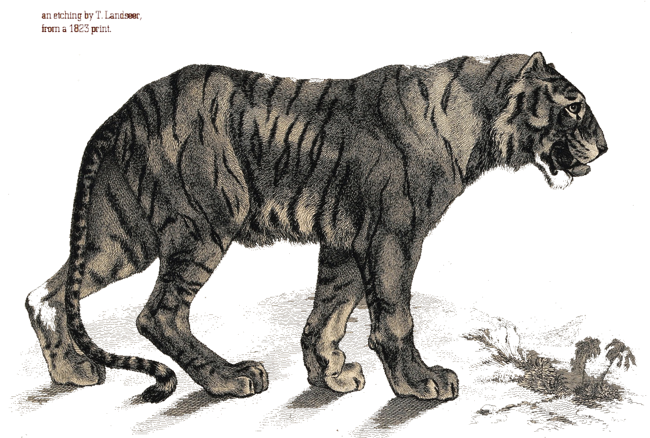 Tiger etching